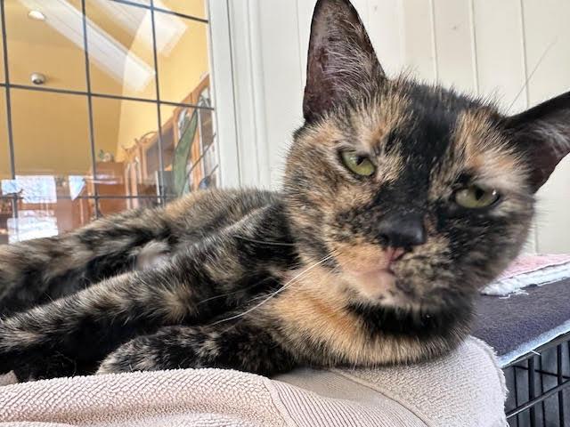 Autumn, a Adoptable Domestic Short Hair in Broomall, PA image 3/3