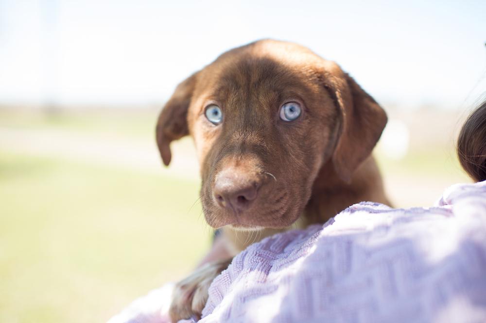 Plato, a Adopted mixed breed in Sealy, TX image 1/5