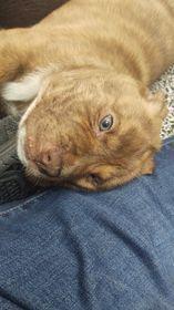 Plato, a Adopted mixed breed in Sealy, TX image 2/5