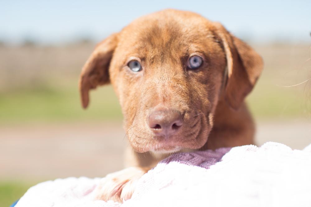 Plato, a Adopted mixed breed in Sealy, TX image 4/5