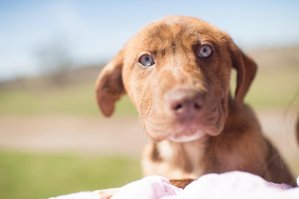 Plato, a Adopted mixed breed in Sealy, TX image 5/5