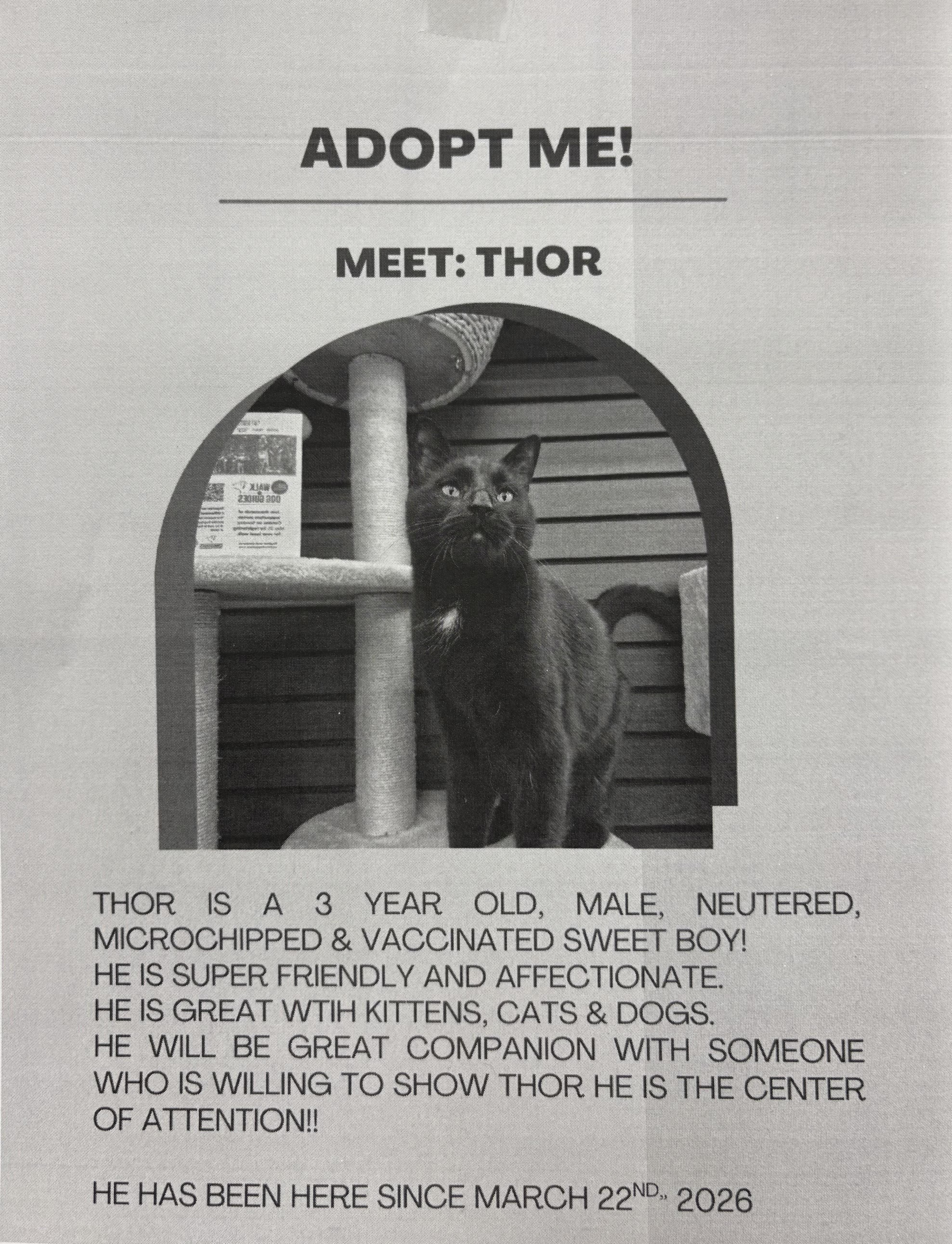 Enlarge Thor-Khan, a ADOPTABLE Domestic Short Hair in Mississauga, ON image 6/6