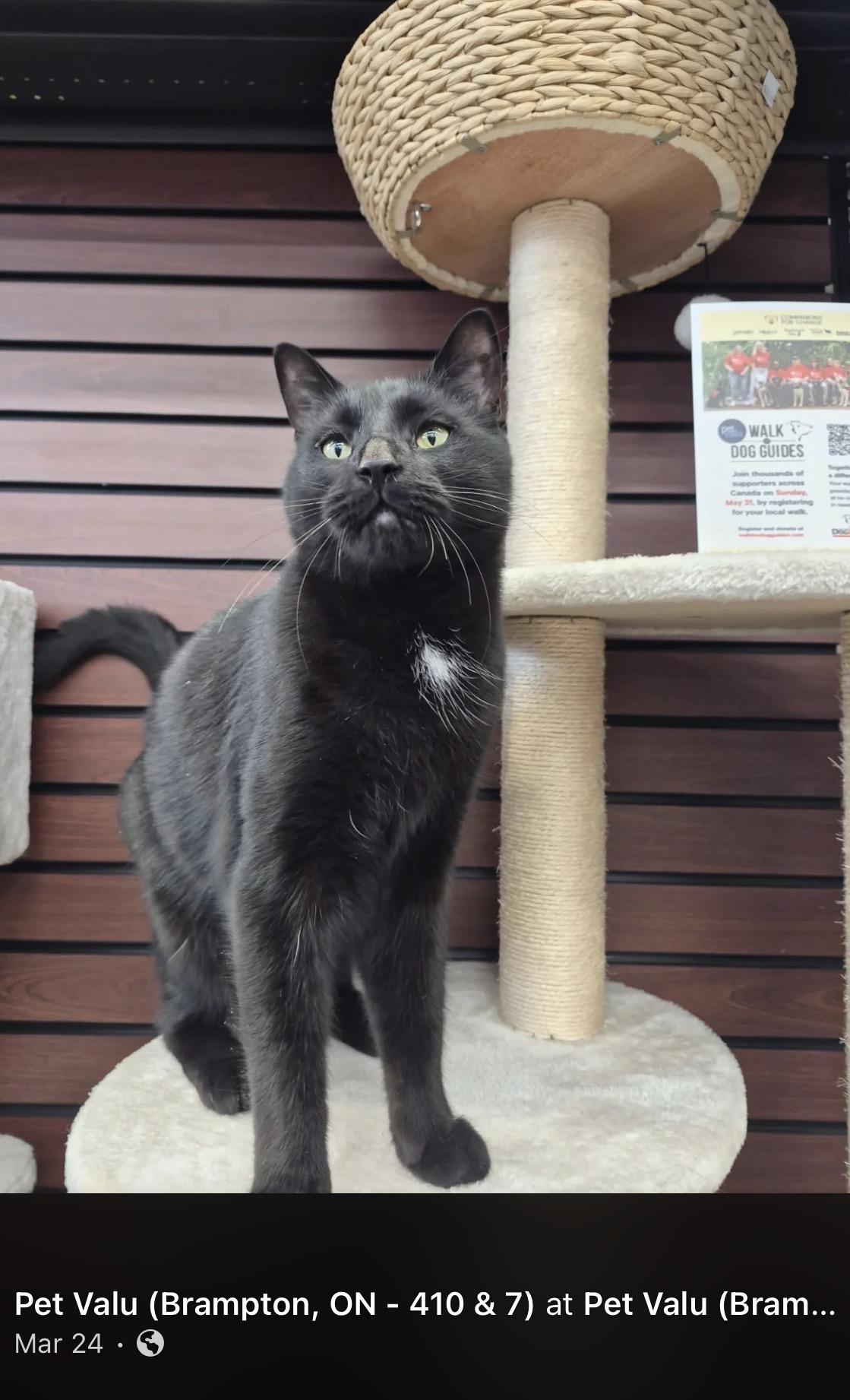 Enlarge Thor-Khan, a ADOPTABLE Domestic Short Hair in Mississauga, ON image 1/6