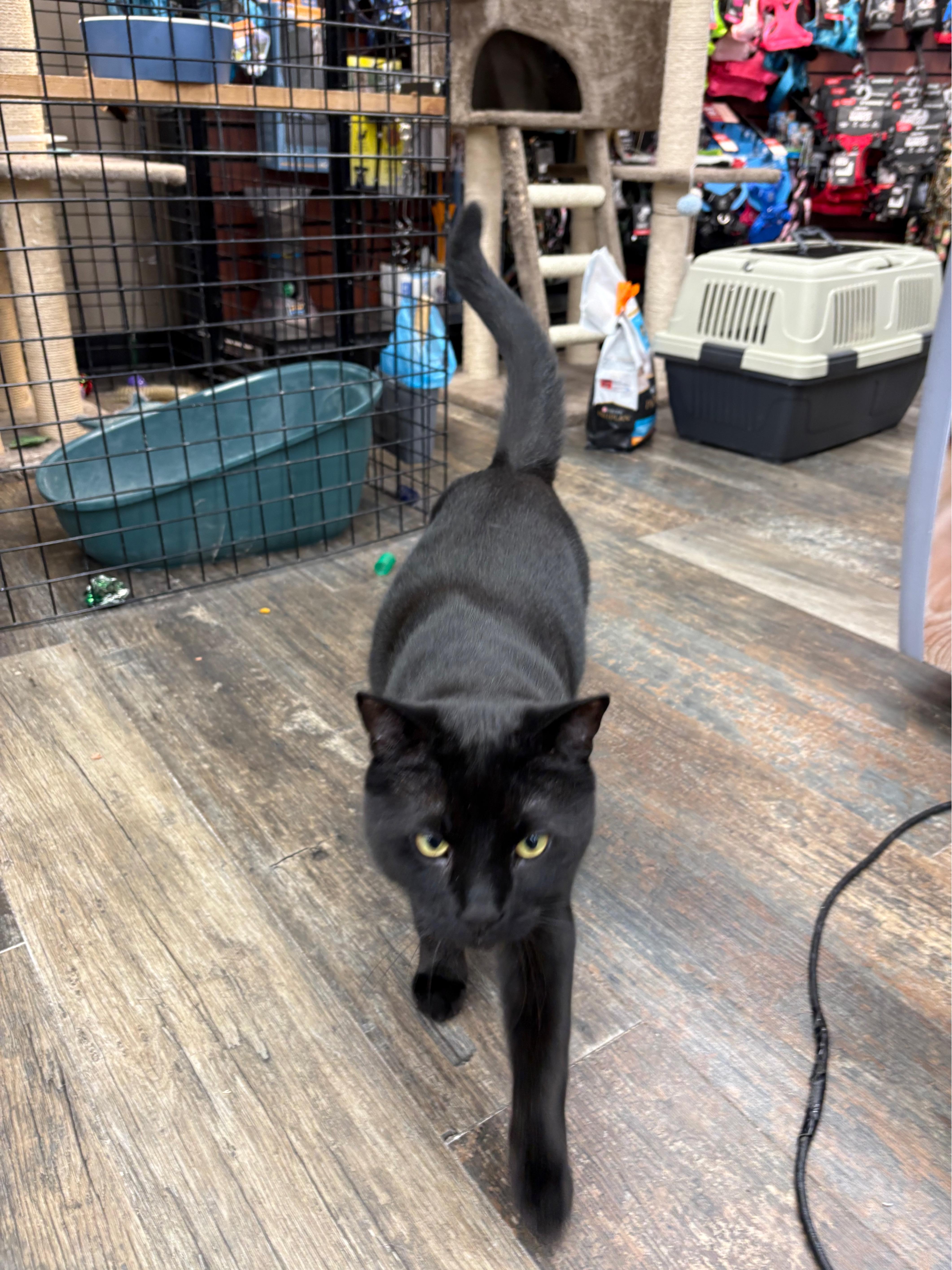 Enlarge Thor-Khan, a ADOPTABLE Domestic Short Hair in Mississauga, ON image 5/6