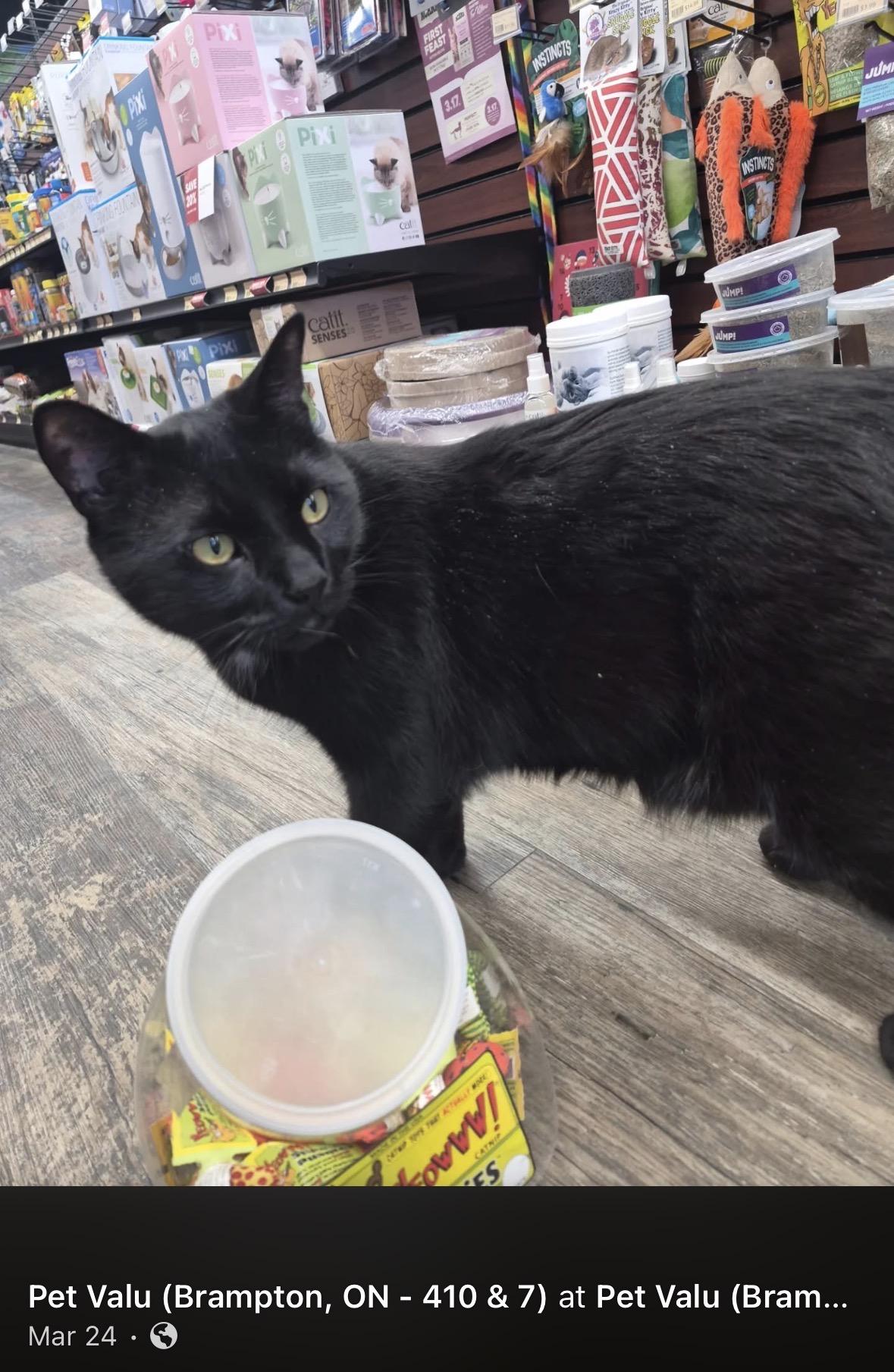 Enlarge Thor-Khan, a ADOPTABLE Domestic Short Hair in Mississauga, ON image 3/6