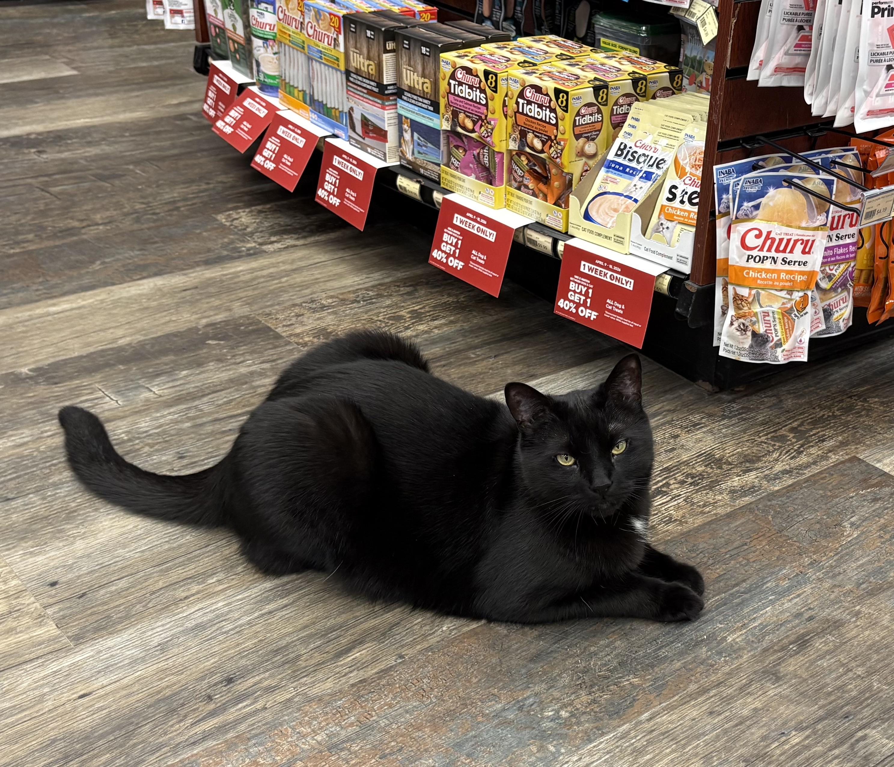 Enlarge Thor-Khan, a ADOPTABLE Domestic Short Hair in Mississauga, ON image 2/6