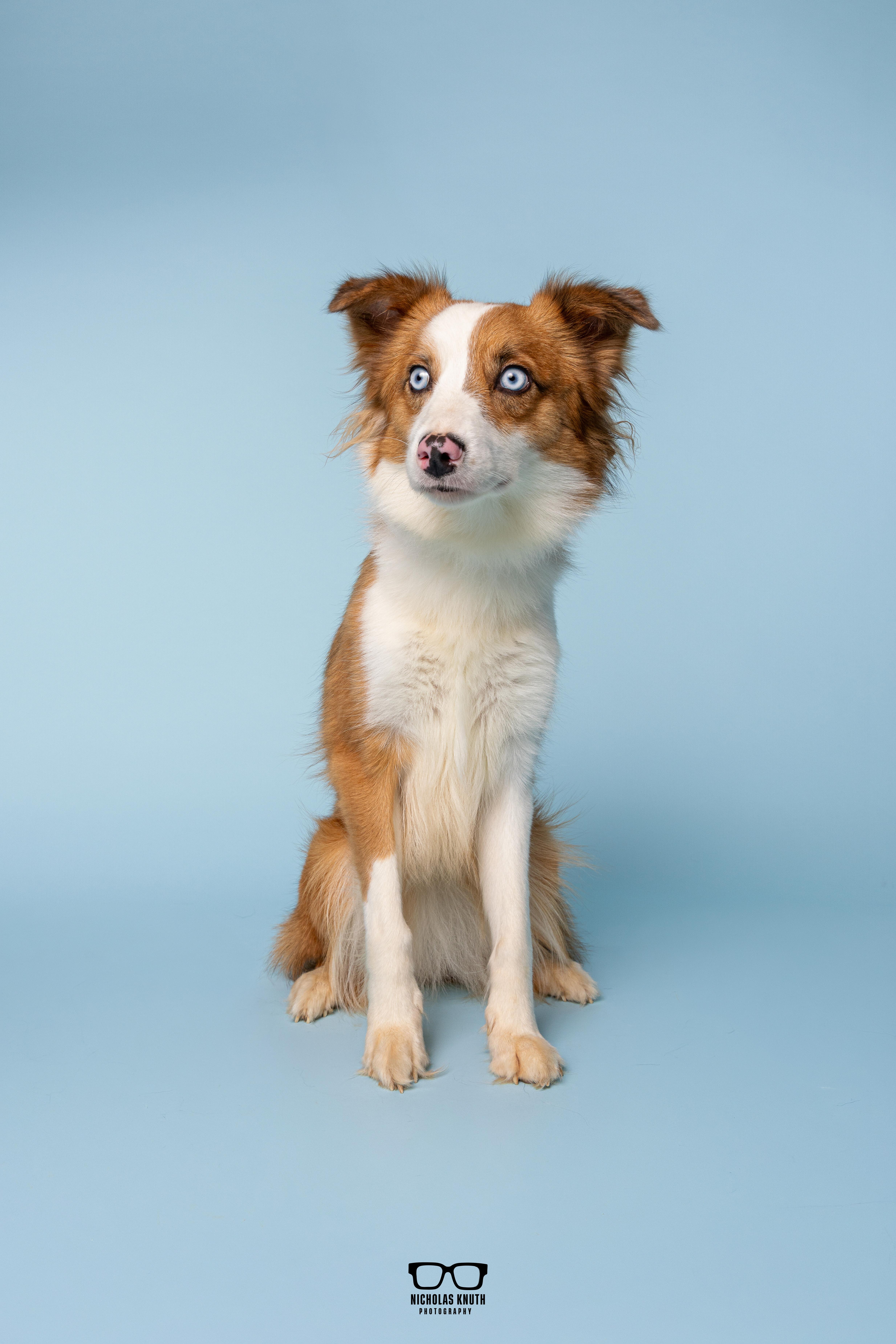 Enlarge Igby, an adopted mixed breed in Palatine, IL image 3/6