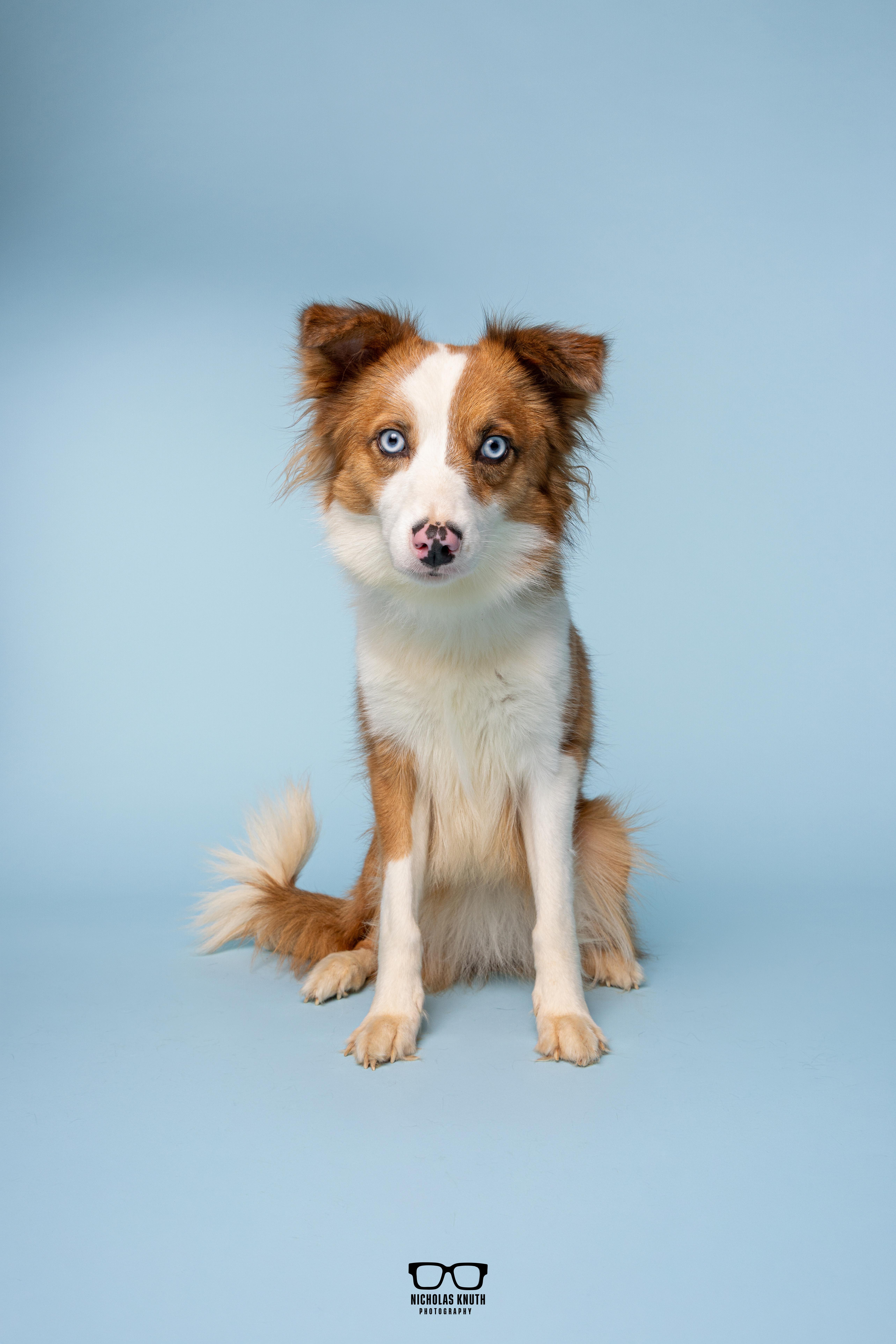 Enlarge Igby, an adopted mixed breed in Palatine, IL image 6/6
