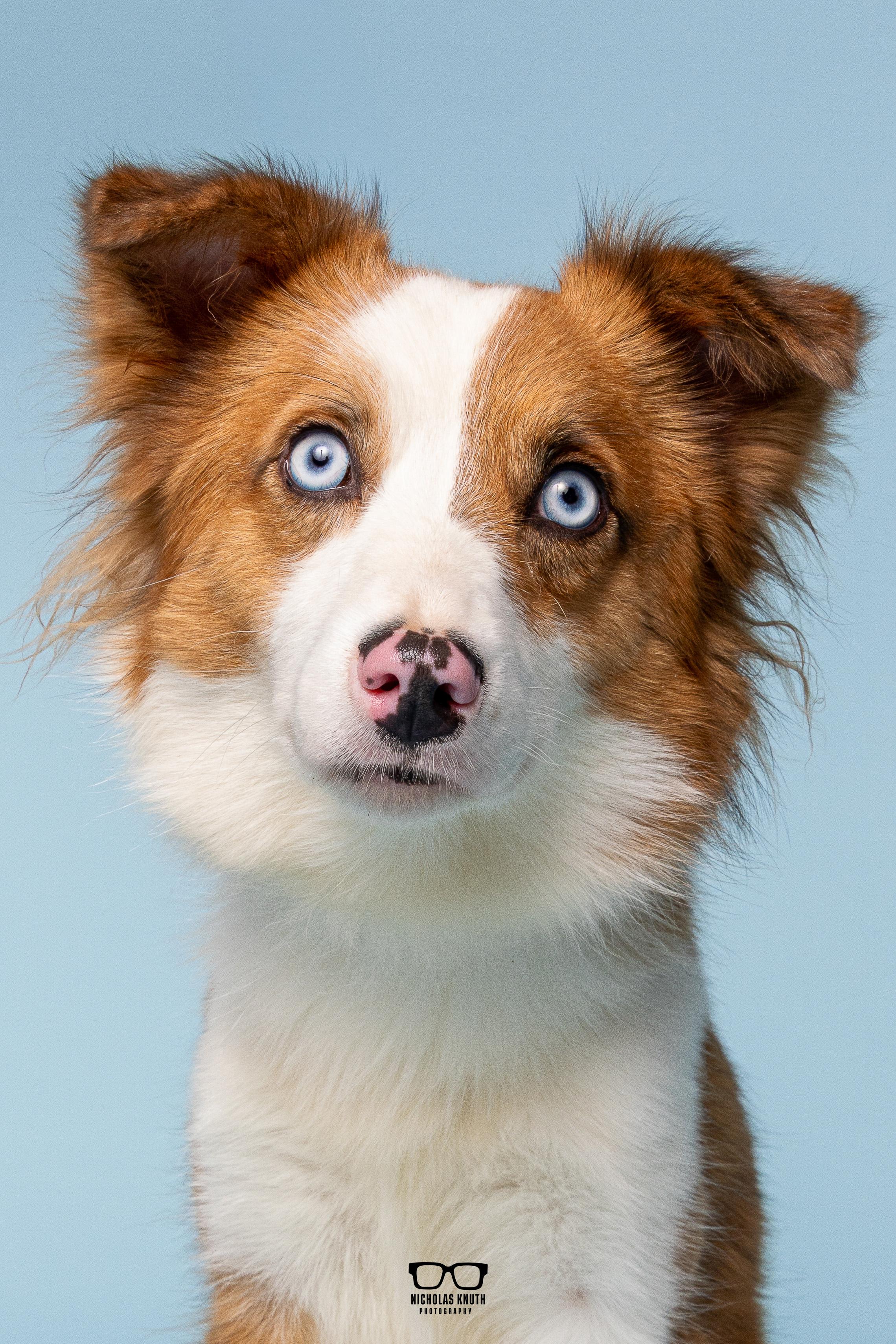 Enlarge Igby, an adopted mixed breed in Palatine, IL image 1/6