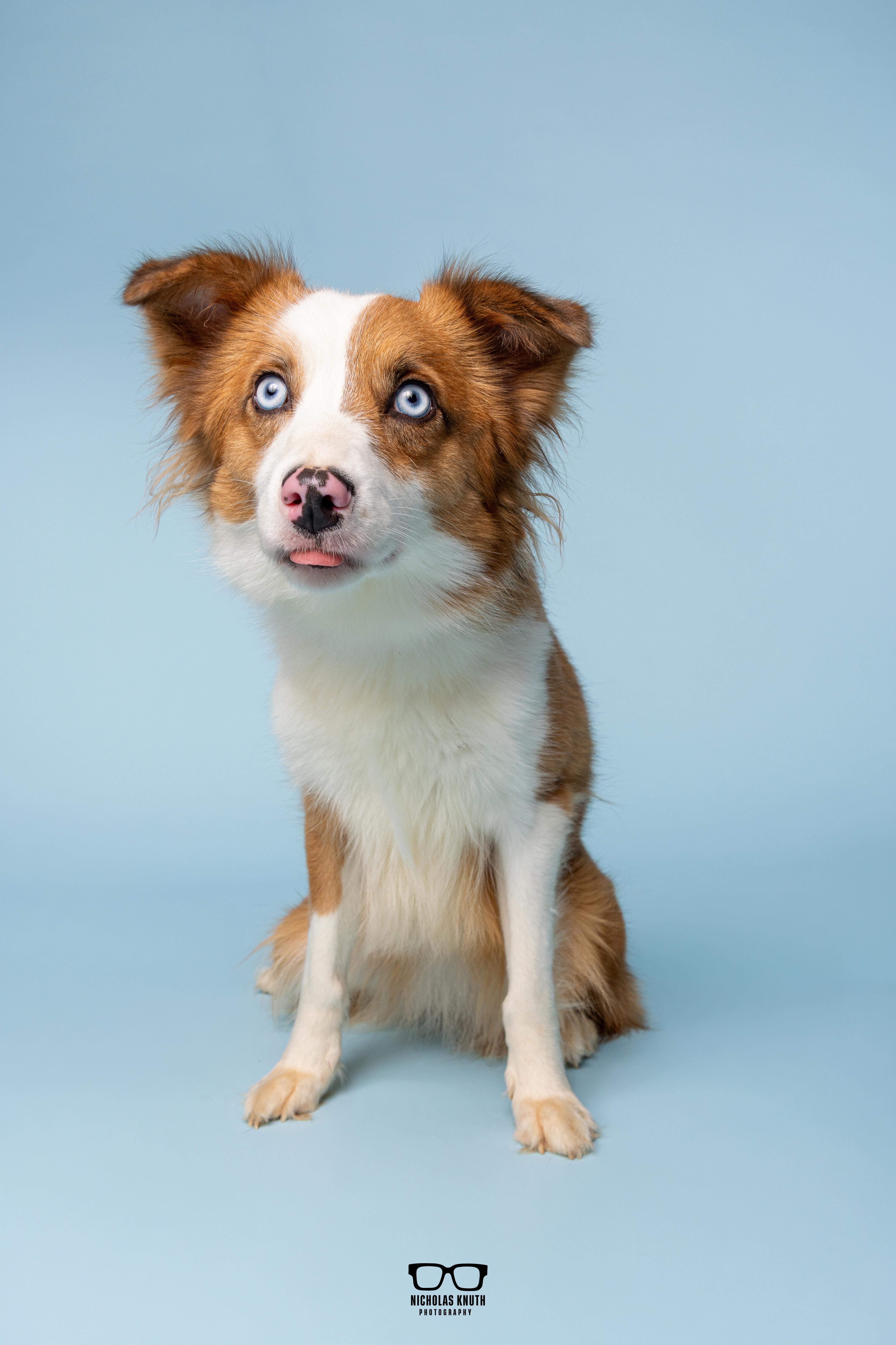 Enlarge Igby, an adopted mixed breed in Palatine, IL image 5/6