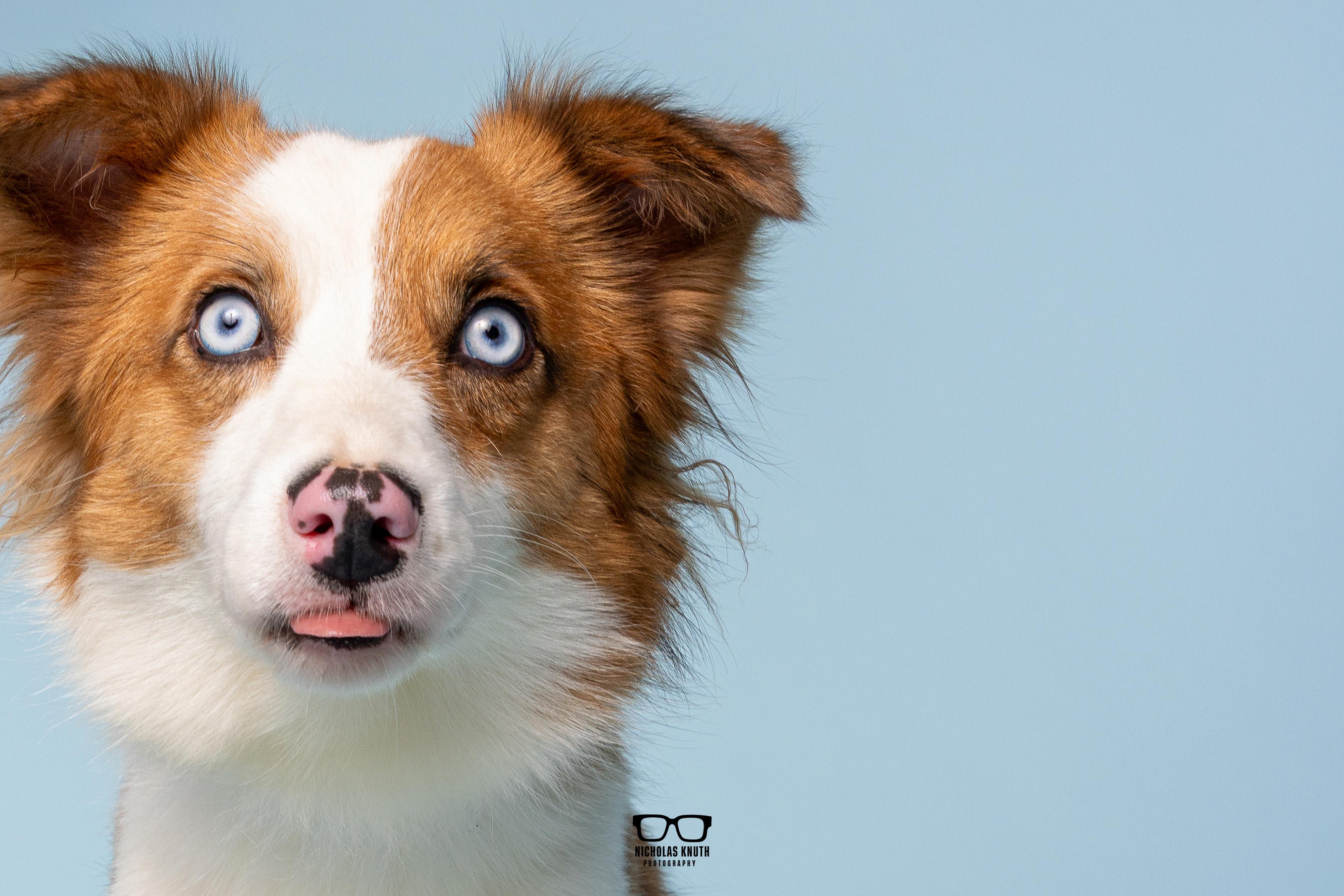 Enlarge Igby, an adopted mixed breed in Palatine, IL image 2/6