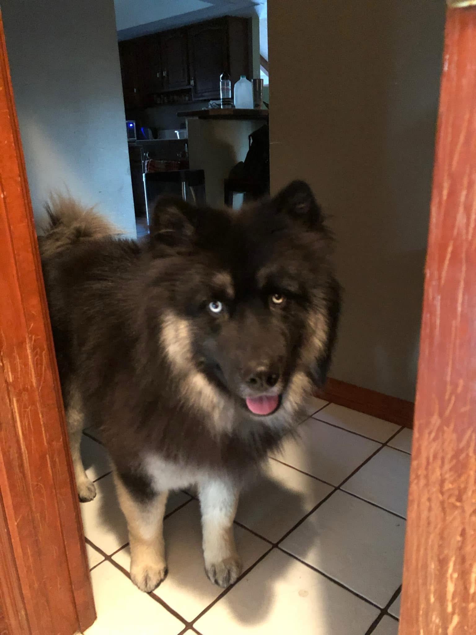 Kenai, Adoptable, Adult Male Siberian Husky & Chow Chow.