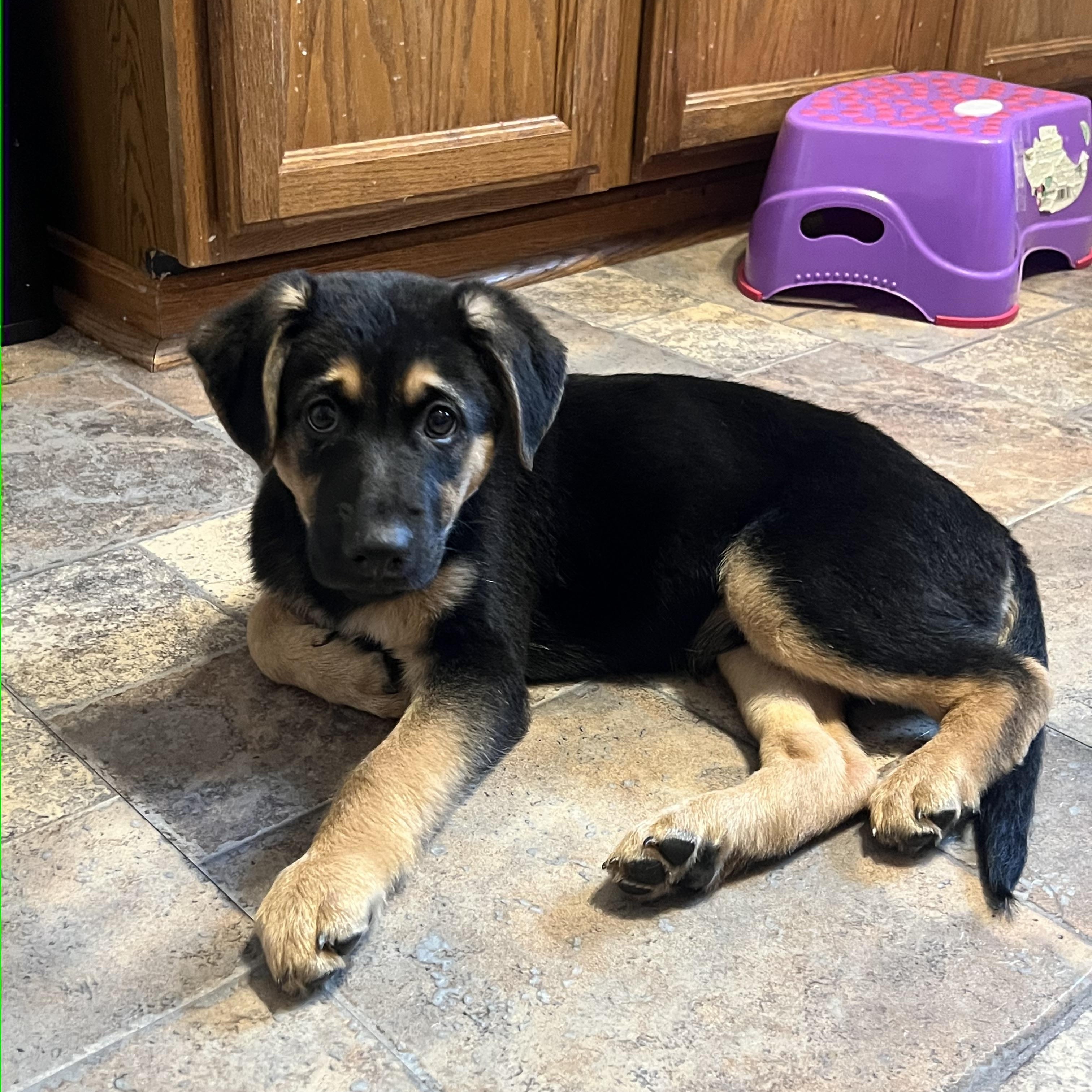 Frost, Adoptable, Young Male German Shepherd Dog.