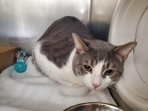 Everett, Adoptable, Adult Male Domestic Short Hair.