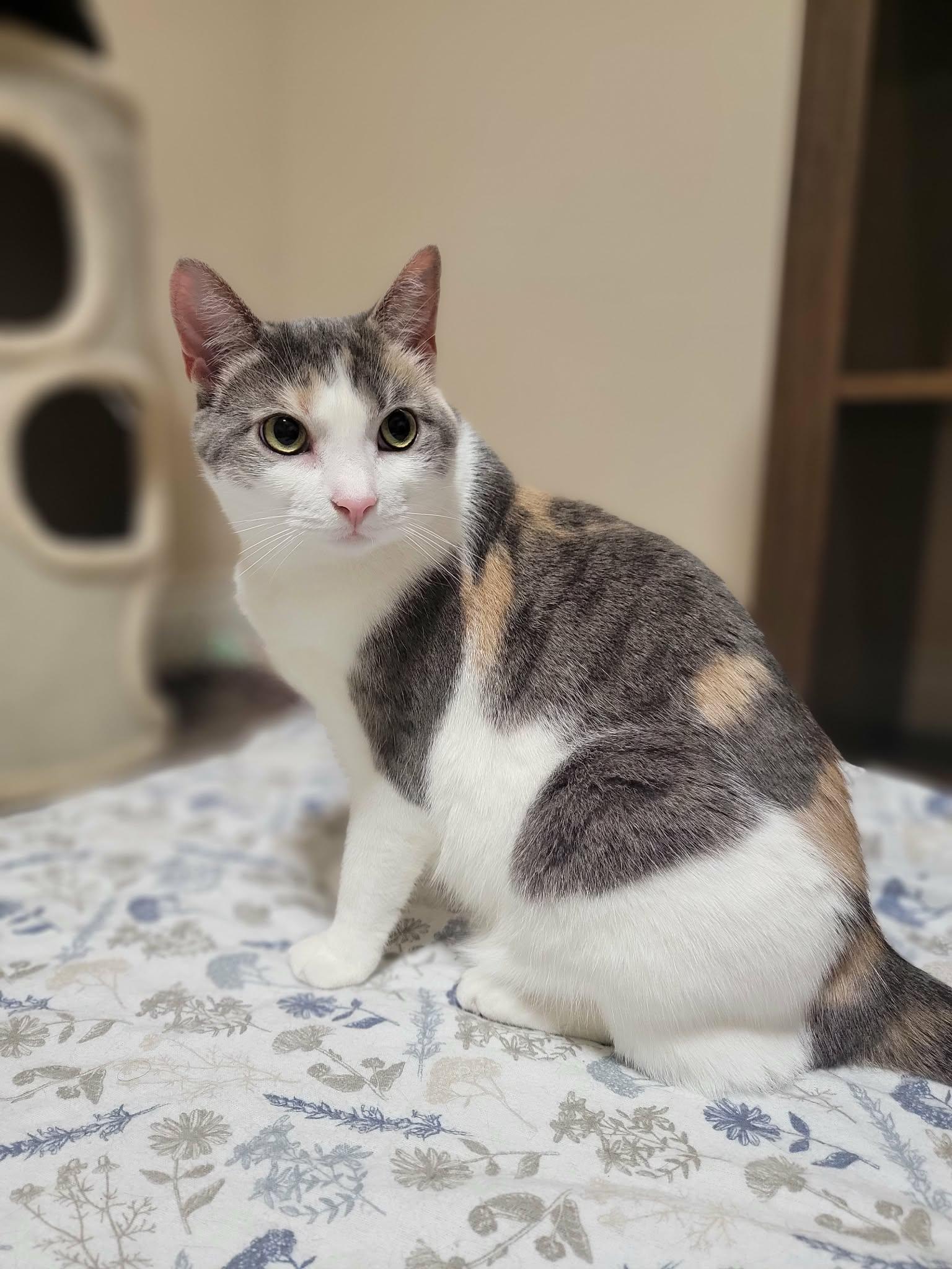 Enlarge Eleanor, a ADOPTABLE Domestic Short Hair in Shakespeare, ON image 3/3