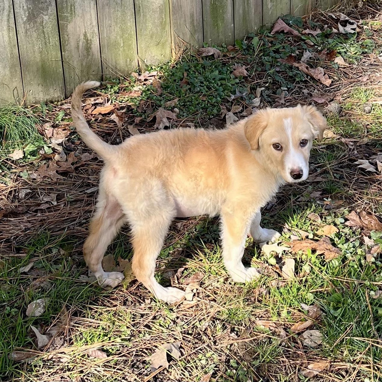 Enlarge Princess, an adopted mixed breed in Rochester, NY image 1/6