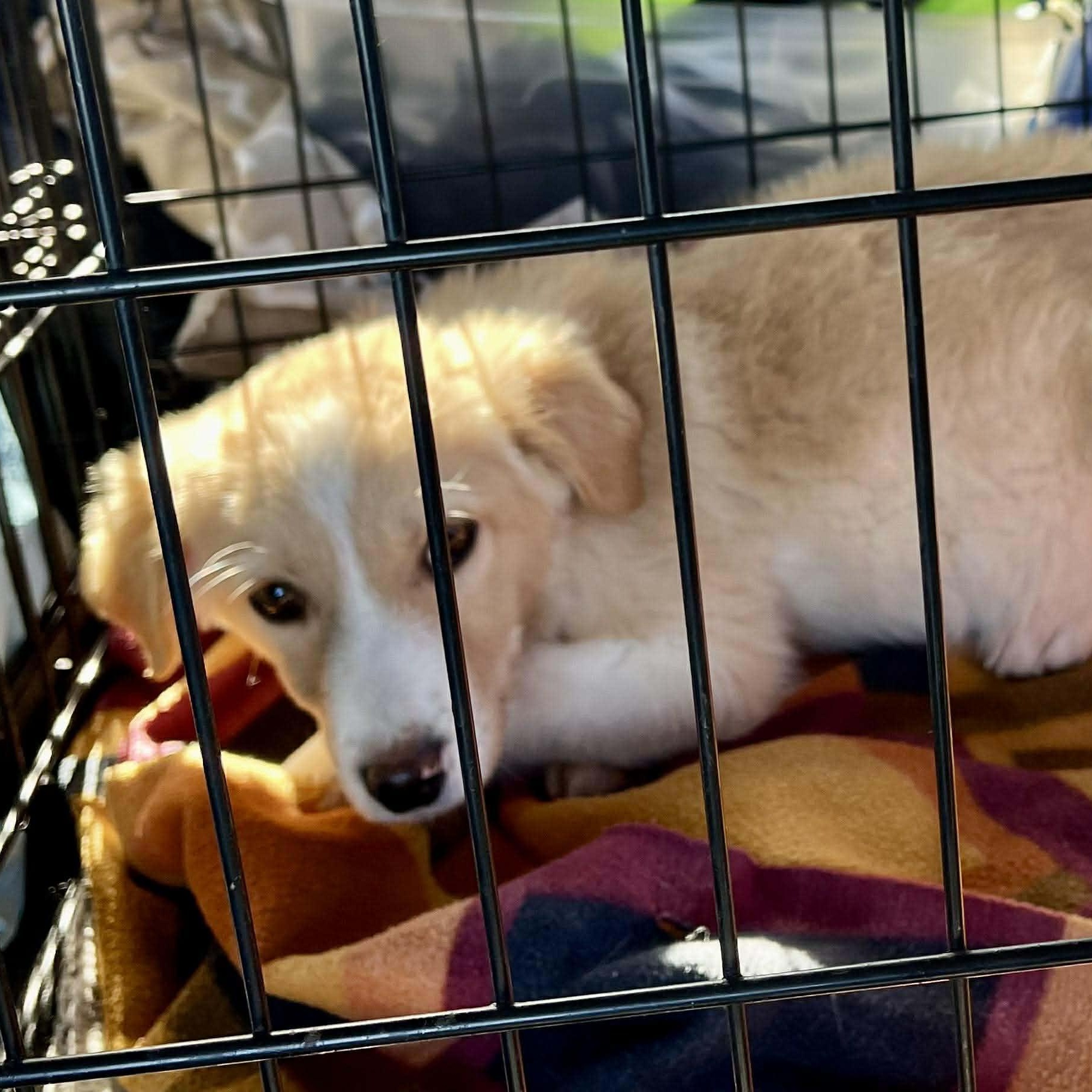 Enlarge Princess, an adopted mixed breed in Rochester, NY image 4/6