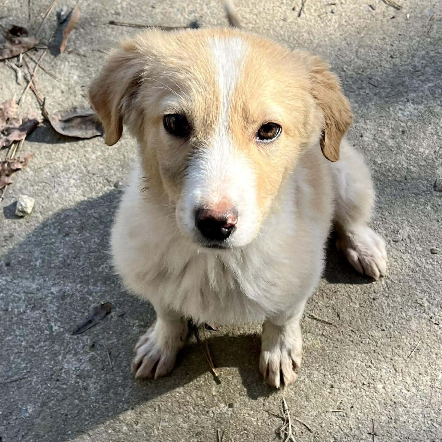 Enlarge Princess, an adopted mixed breed in Rochester, NY image 3/6