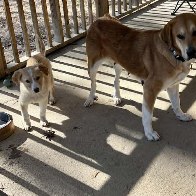 Enlarge Princess, an adopted mixed breed in Rochester, NY image 2/6