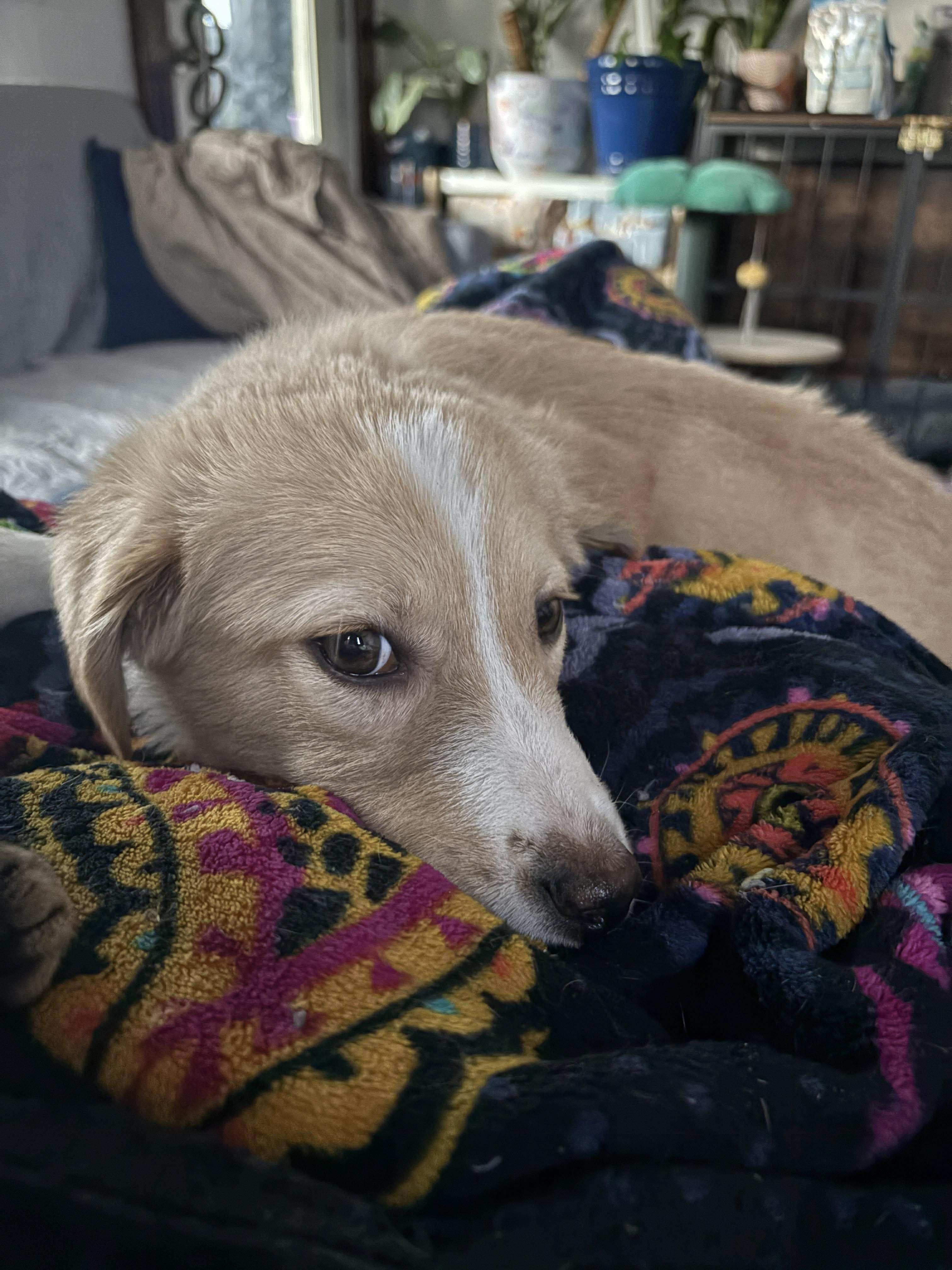 Enlarge Princess, an adopted mixed breed in Rochester, NY image 6/6