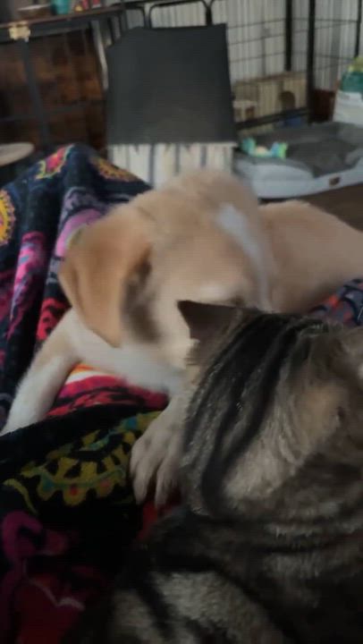 Enlarge Princess, an adopted mixed breed in Rochester, NY video 5/6