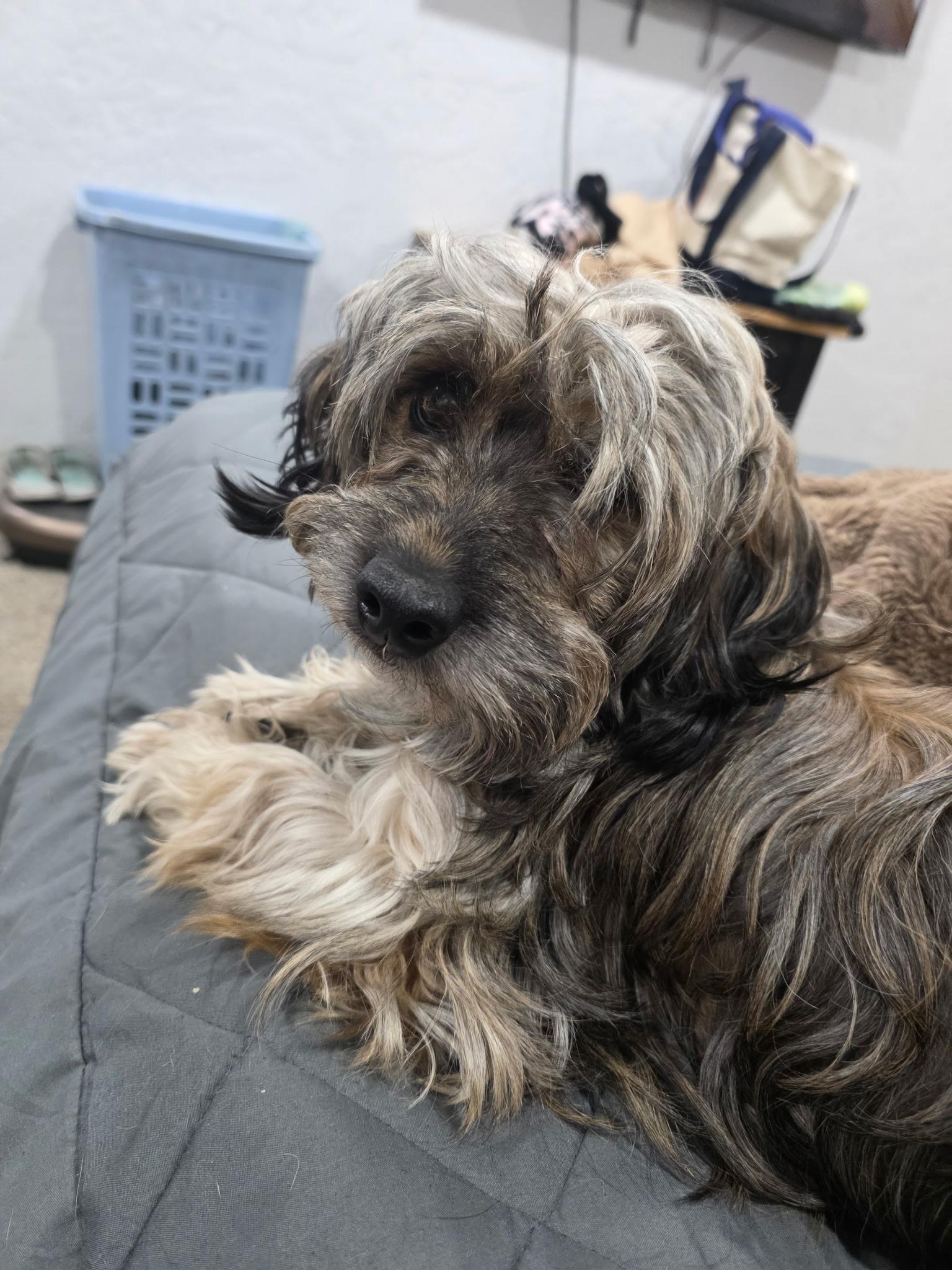 Charlie, a Adoptable Havanese in West Valley, UT image 2/4