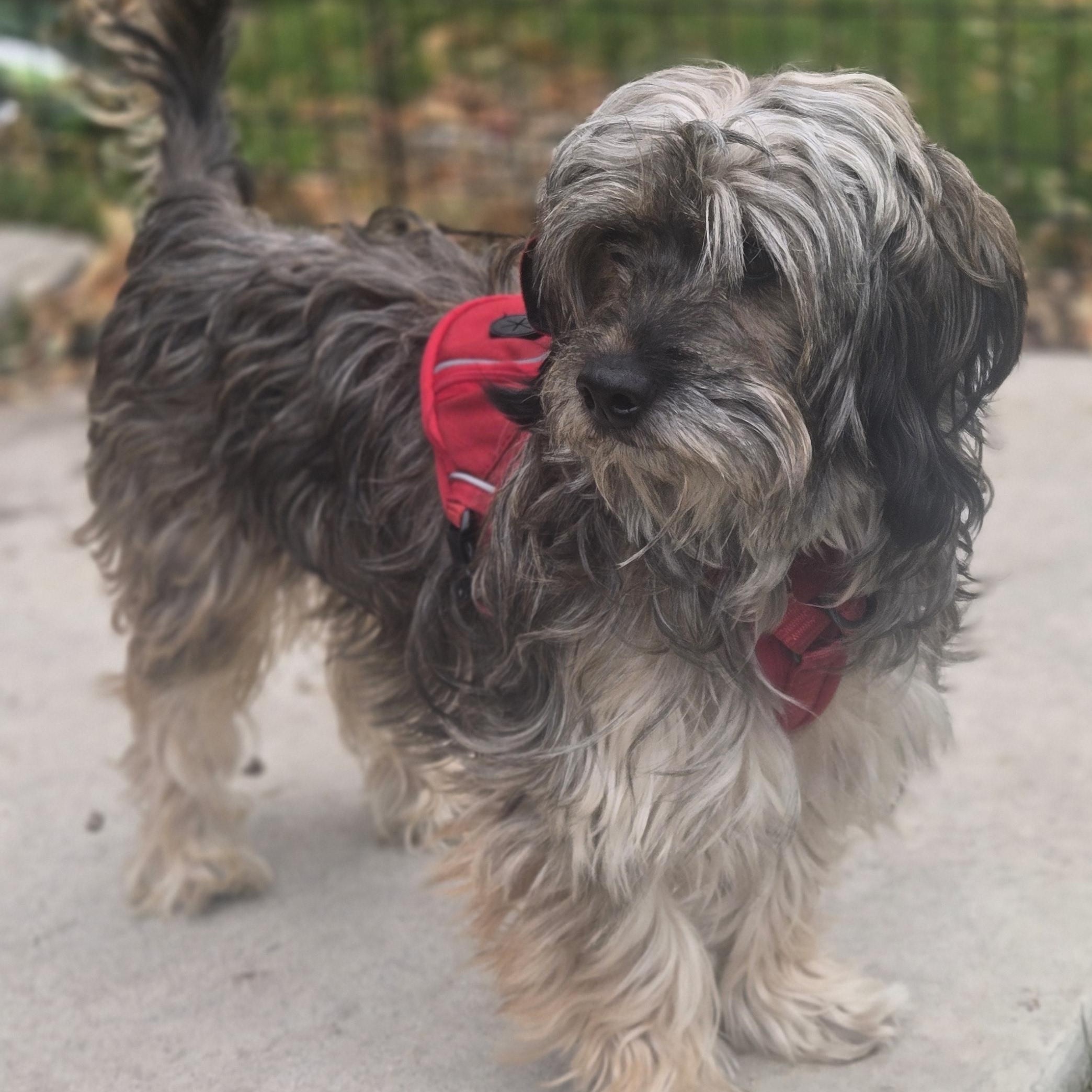 Charlie, Adoptable, Adult Male Havanese.