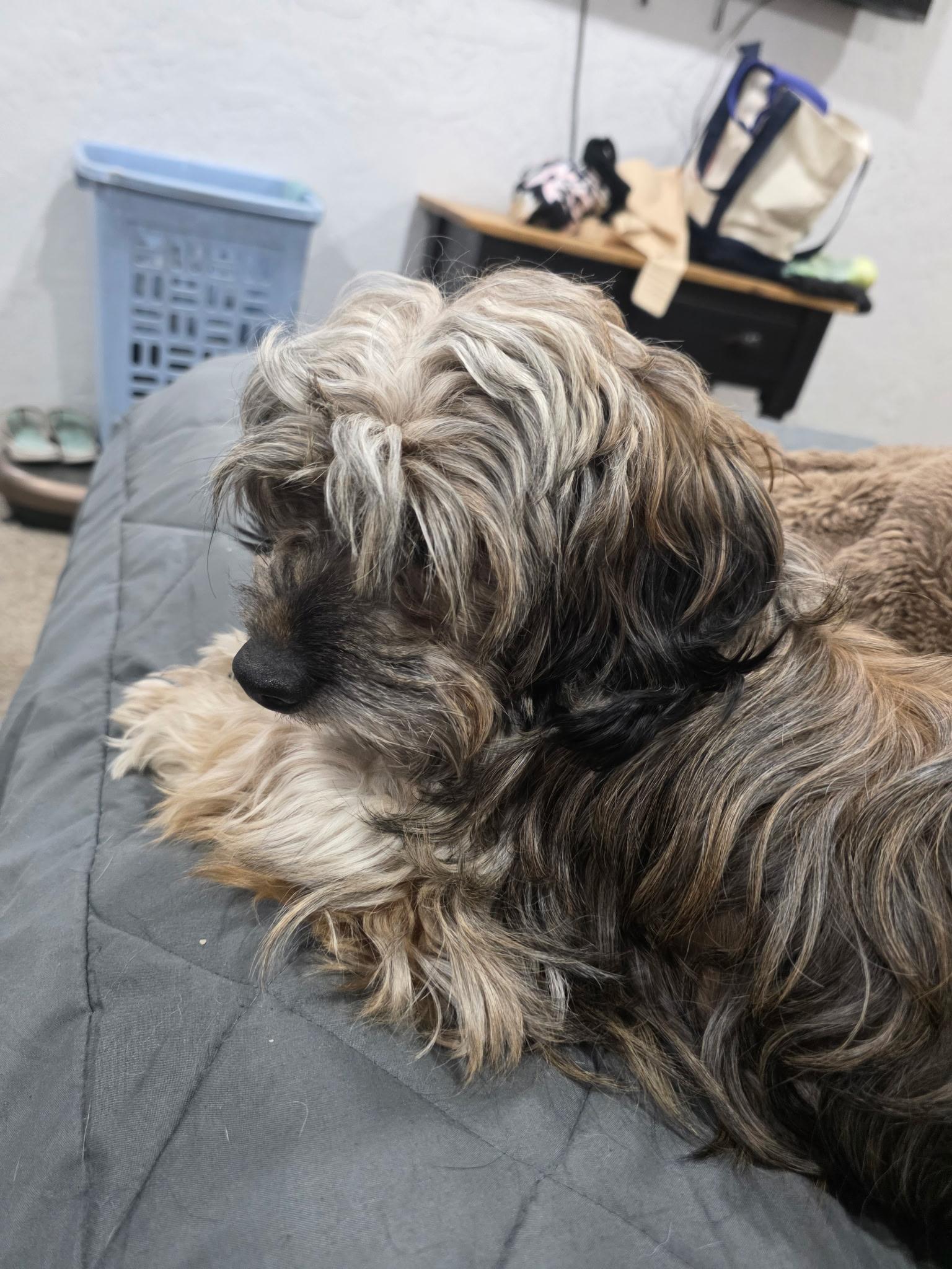 Charlie, a Adoptable Havanese in West Valley, UT image 4/4