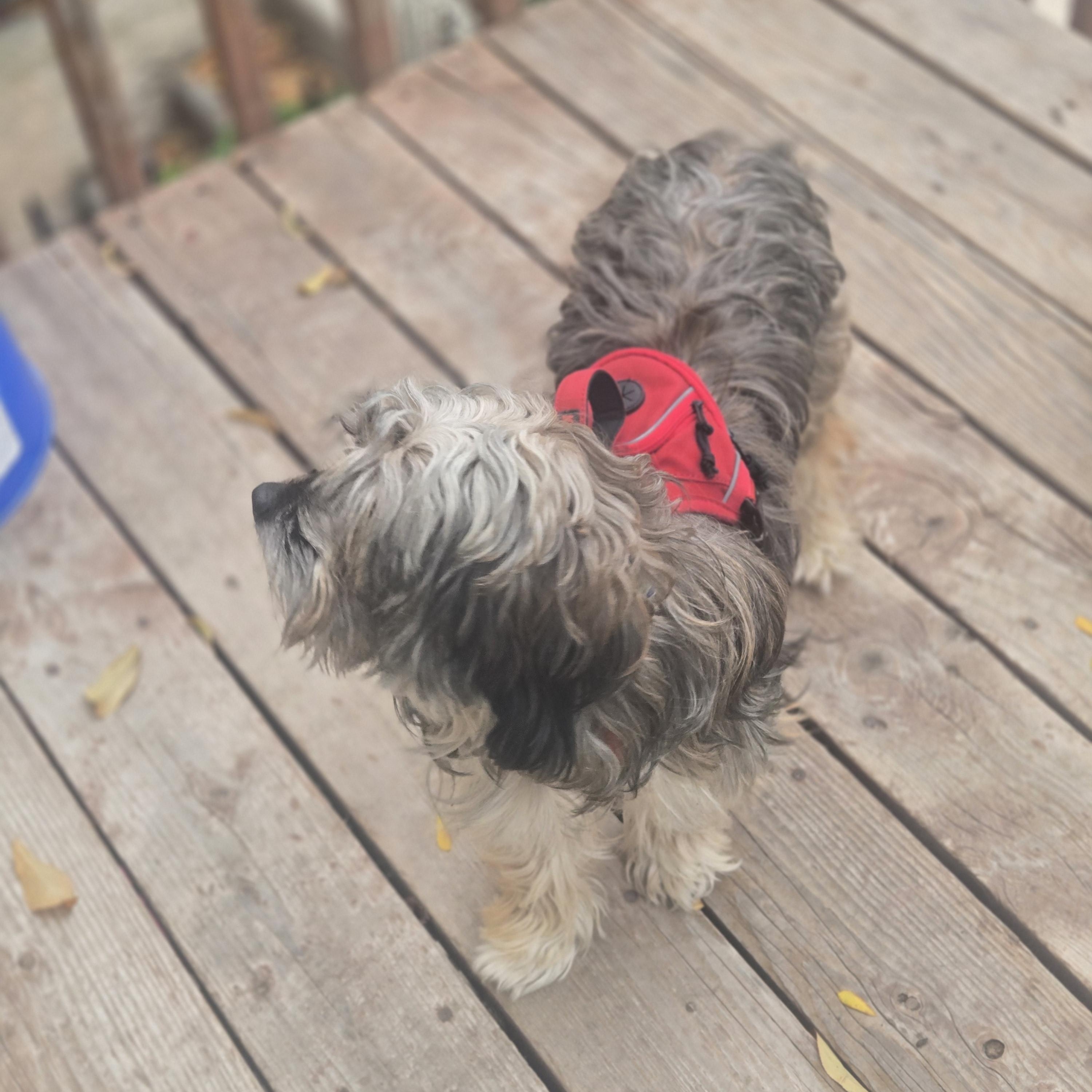 Charlie, a Adoptable Havanese in West Valley, UT image 3/4