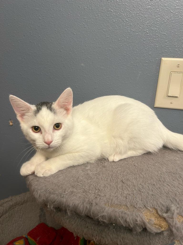 Enlarge Neko, a Adopted mixed breed in Owatonna, MN image 1/2