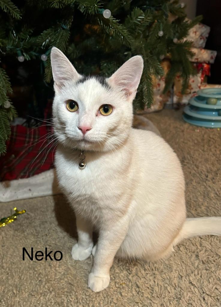 Enlarge Neko, a Adopted mixed breed in Owatonna, MN image 2/2