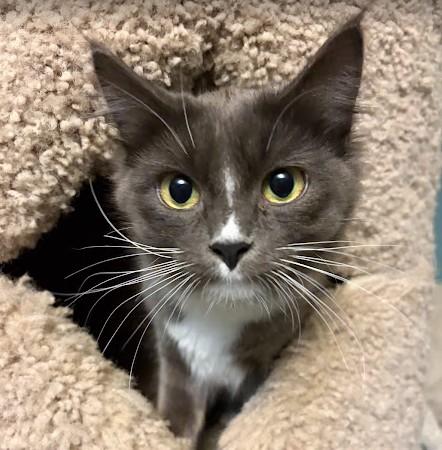 Enlarge Twyla, a Adoptable Domestic Medium Hair in Andover, MN image 2/6