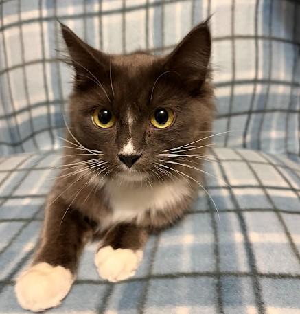Enlarge Twyla, a Adoptable Domestic Medium Hair in Andover, MN image 4/6