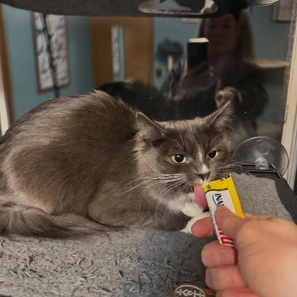 Enlarge Twyla, a Adoptable Domestic Medium Hair in Andover, MN image 5/6