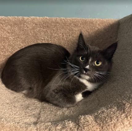 Twyla, Adoptable, Kitten Female Domestic Medium Hair.