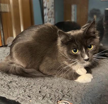 Enlarge Twyla, a Adoptable Domestic Medium Hair in Andover, MN image 3/6