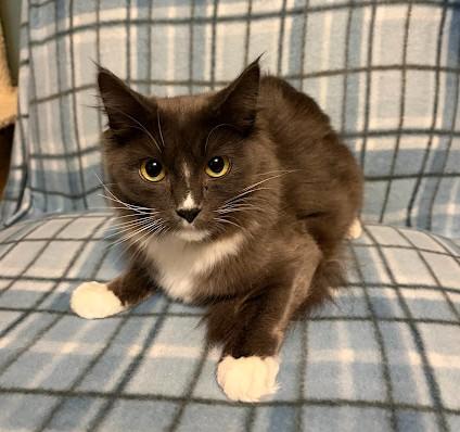 Enlarge Twyla, a Adoptable Domestic Medium Hair in Andover, MN image 6/6