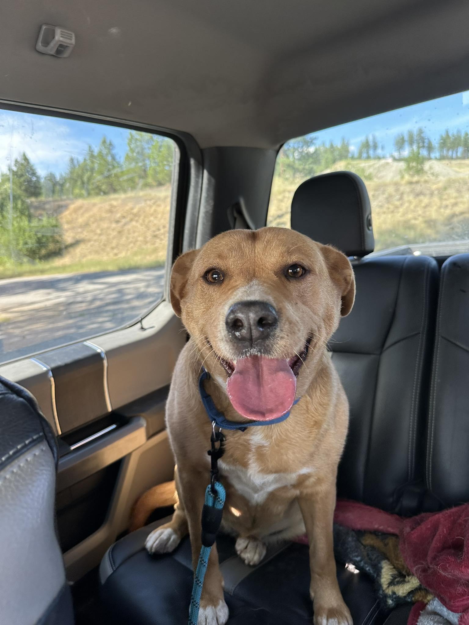 Cedar, Adopted, Adult Female Labrador Retriever.