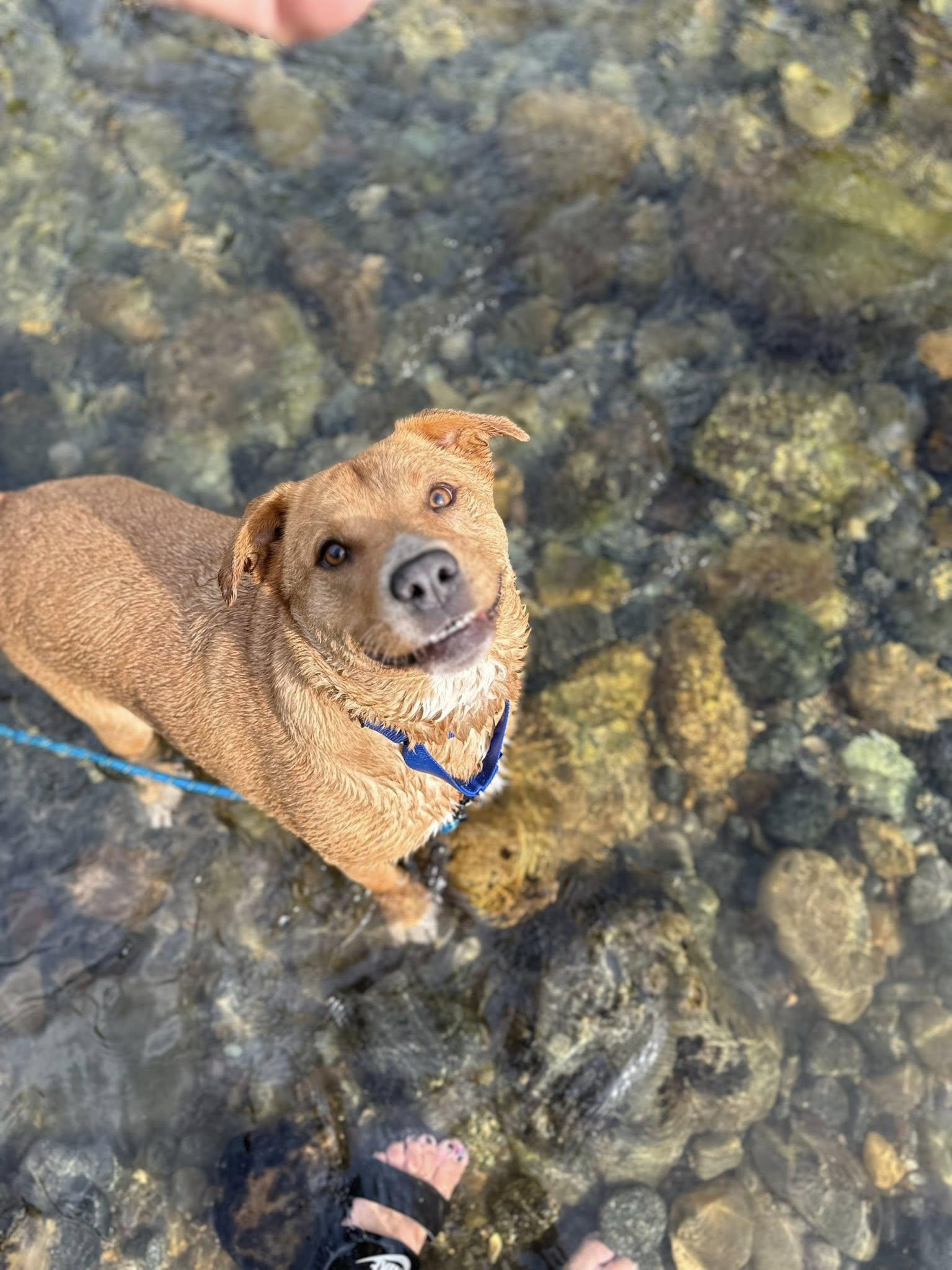 Enlarge Cedar, a Adopted mixed breed in Libby, MT image 2/3
