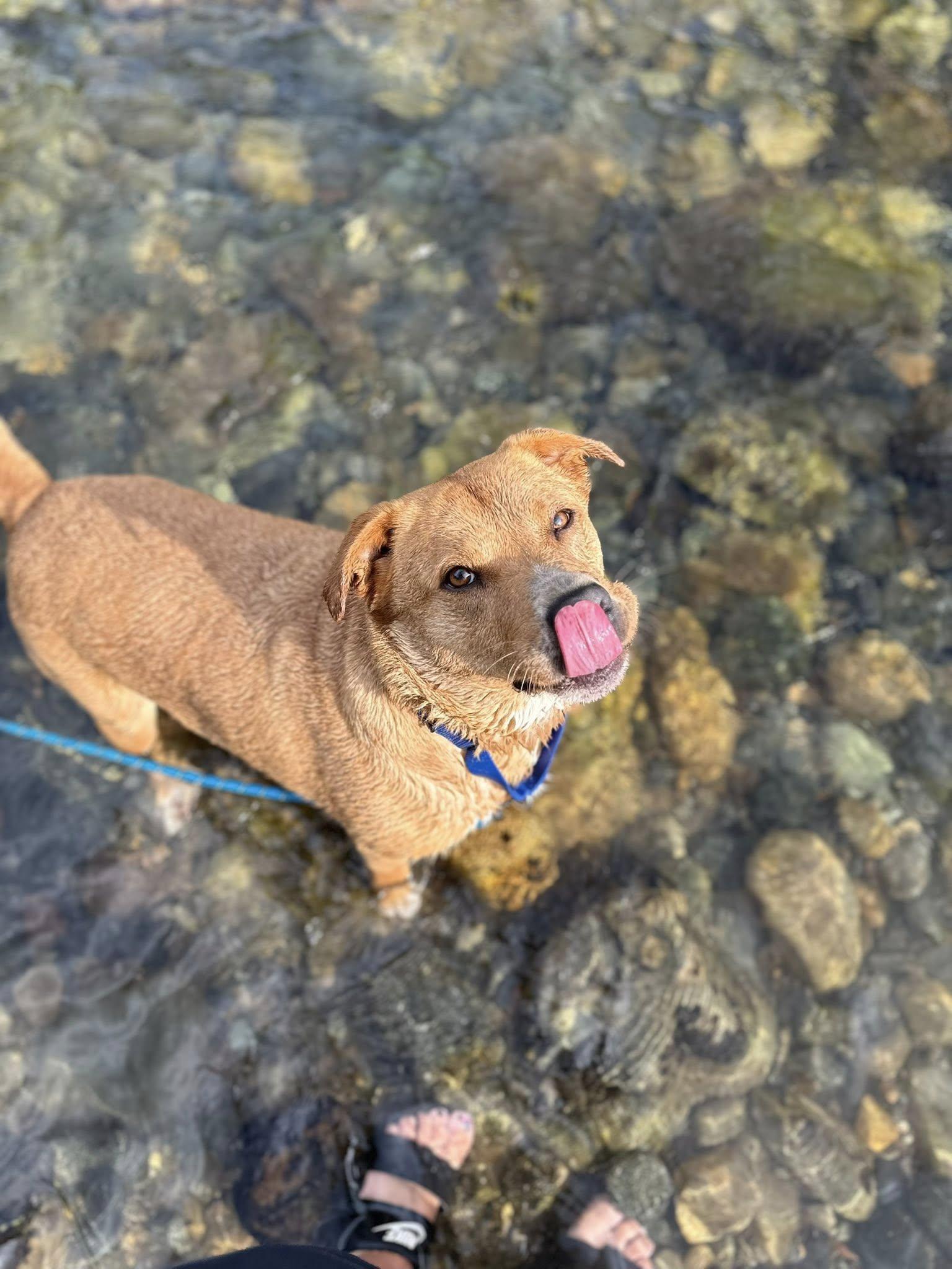 Enlarge Cedar, a Adopted mixed breed in Libby, MT image 3/3