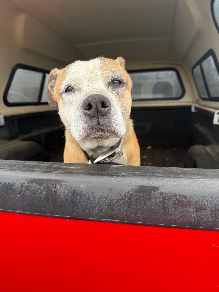 Enlarge Ragnar, a Adoptable Boxer in Auburn, IN image 1/1