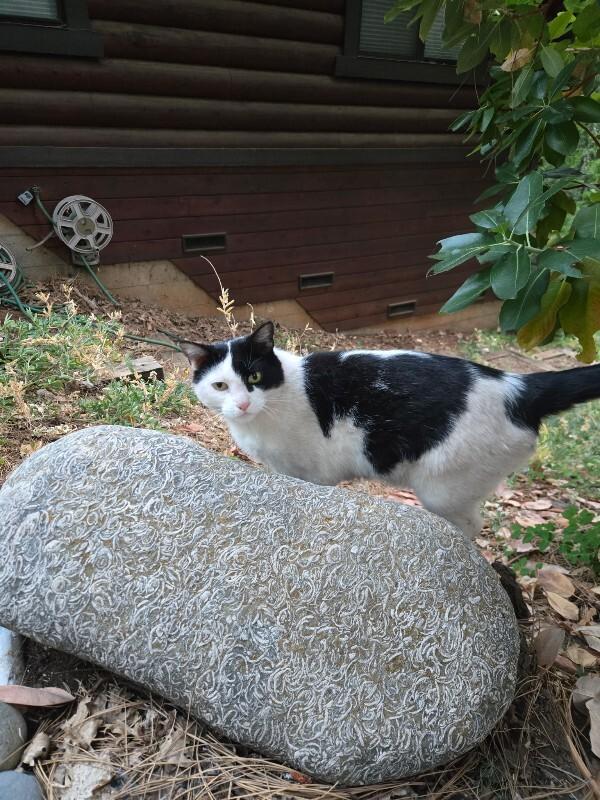 Mr. Moo, a Adoptable Domestic Short Hair in Diamond Springs, CA image 1/4