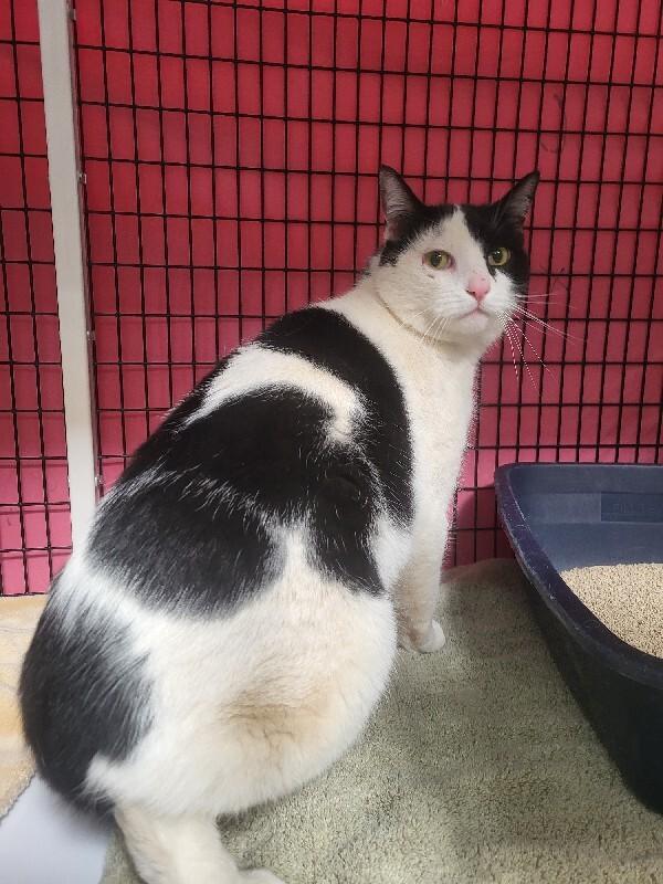 Mr. Moo, a Adoptable Domestic Short Hair in Diamond Springs, CA image 2/4