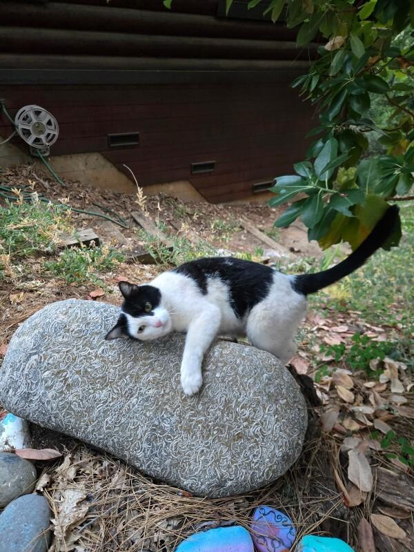 Mr. Moo, a Adoptable Domestic Short Hair in Diamond Springs, CA image 3/4