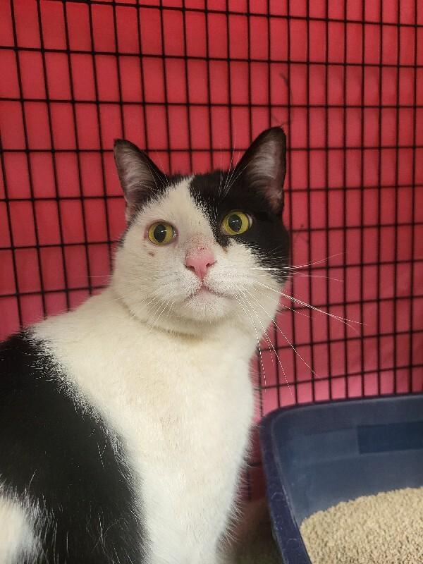 Mr. Moo, a Adoptable Domestic Short Hair in Diamond Springs, CA image 4/4