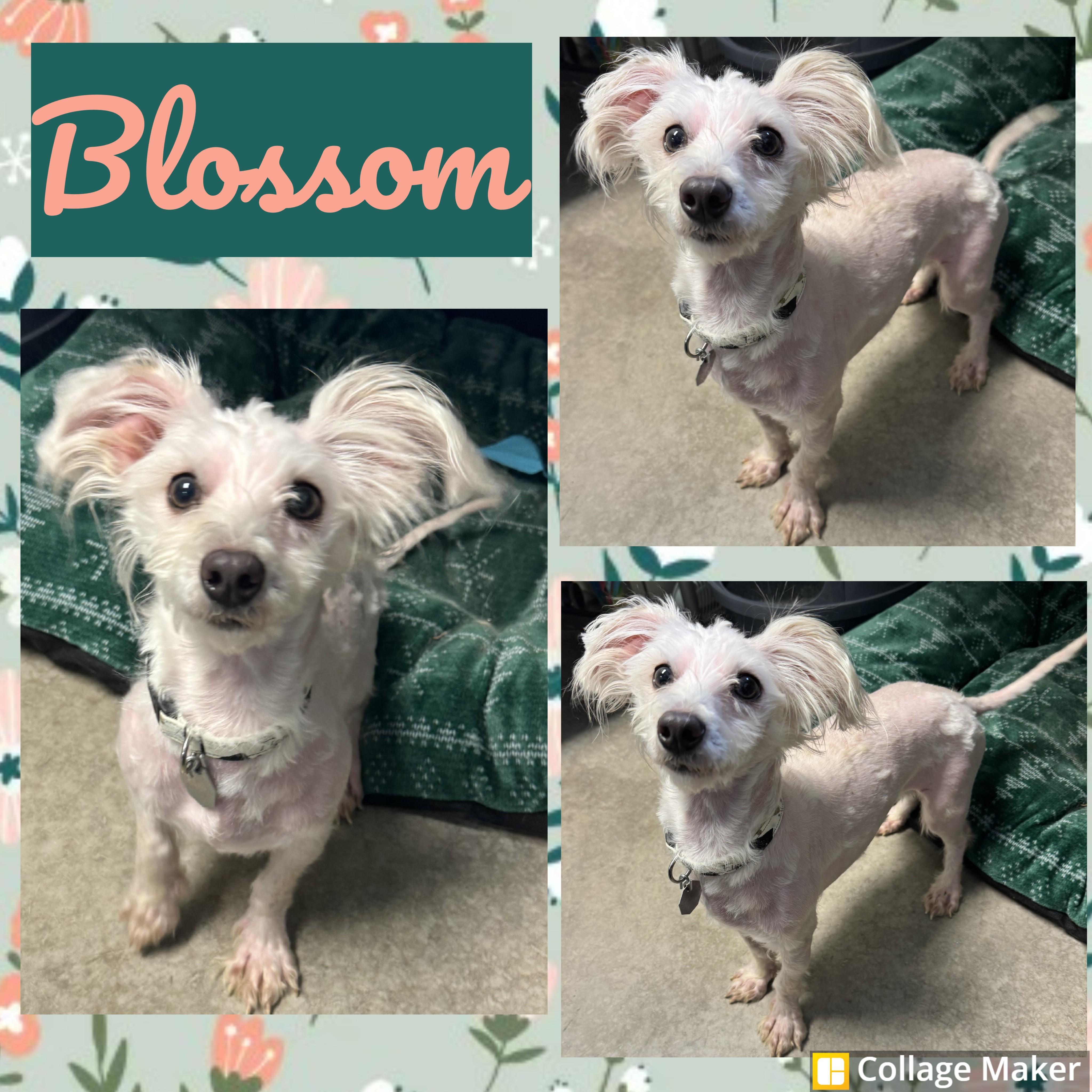 Blossom, ADOPTABLE, Adult Female Maltese.