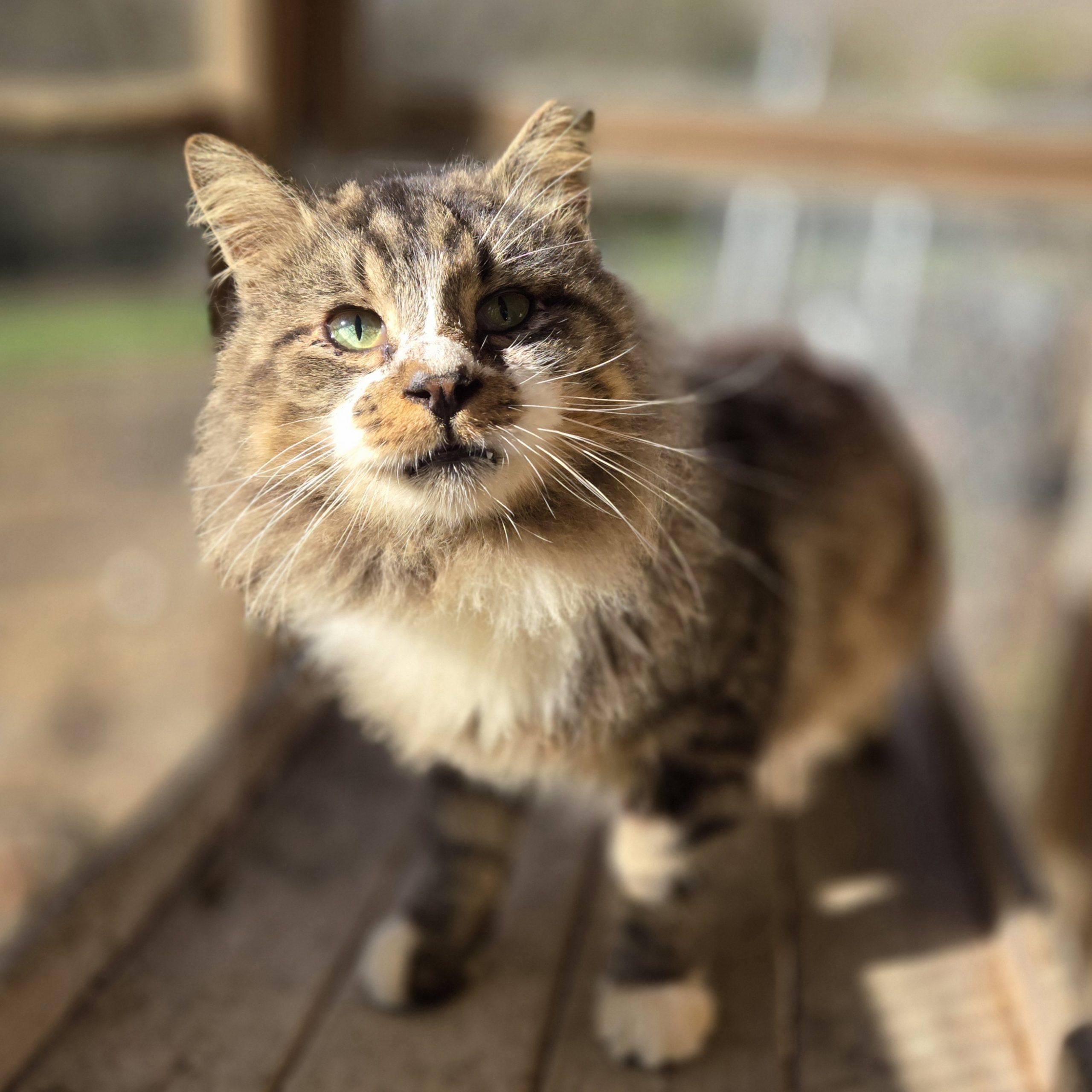 Howard, Adoptable, Young Male Maine Coon & Tabby.