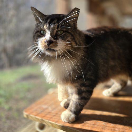 Howard, Adoptable, Young Male Maine Coon & Tabby.