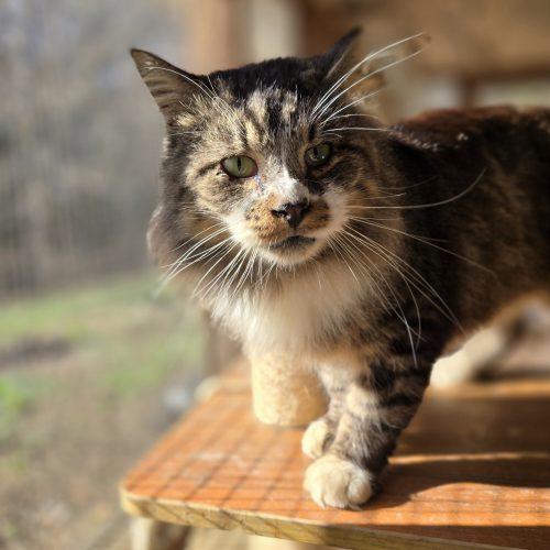 Enlarge Howard, a Adoptable mixed breed in Knoxville, TN image 2/6