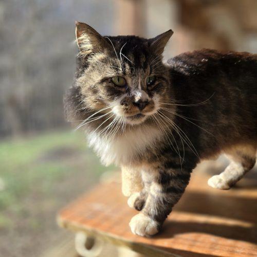 Enlarge Howard, a Adoptable mixed breed in Knoxville, TN image 3/6